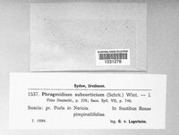 Phragmidium mucronatum image